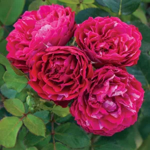Ruža floribunda Konstantina Freska ® u tegli 3 L
