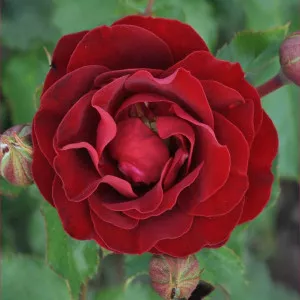 Ruža floribunda Morava Reka ® u tegli 3 L