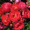 Ruža floribunda Nera Reka ® u tegli 3 L