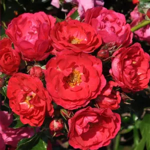Ruža floribunda Nera Reka ® u tegli 3 L
