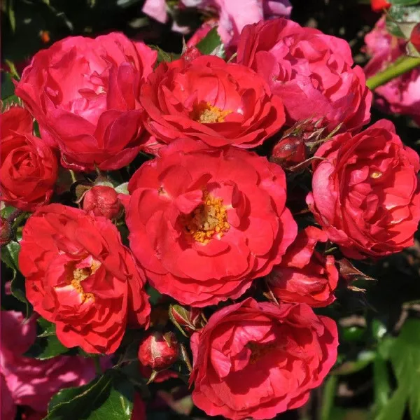 Ruža floribunda Nera Reka ® u tegli 3 L