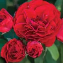 Ruža floribunda Tara Reka ® u tegli 3 L