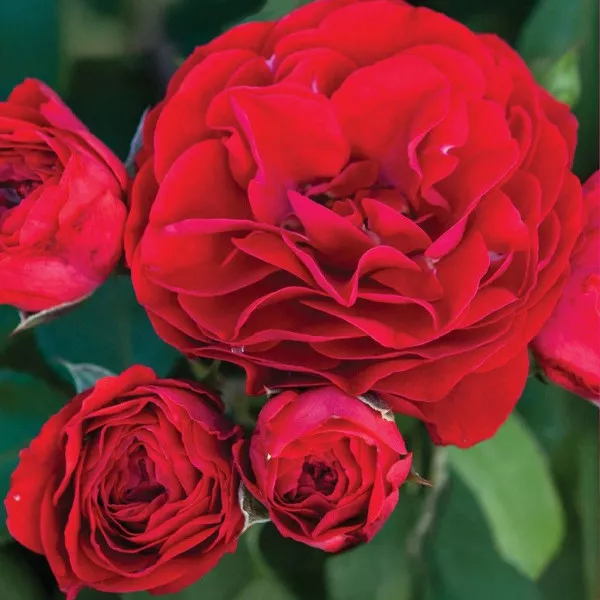 Ruža floribunda Tara Reka ® u tegli 3 L