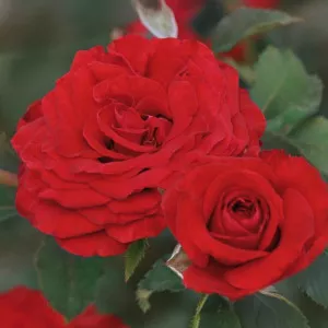 Ruža floribunda Carmine Vaza ® u tegli 3 L