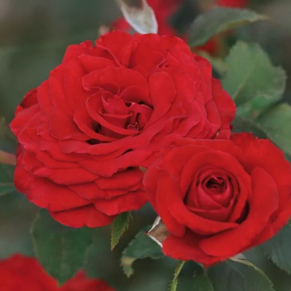 Ruža floribunda Carmine Vaza ® u tegli 3 L