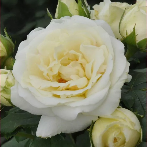 Ruža floribunda Pearl Vaza ® u tegli 3 L
