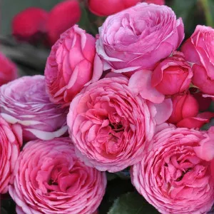 Ruža floribunda Pink Vaza ® u tegli 3 L