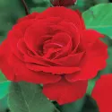 Penjačica ruža Paul’s Scarlet Climber u tegli 3 L