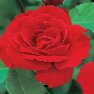 Penjačica ruža Paul’s Scarlet Climber u tegli 3 L