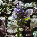 Mahagonij puzava ivica Mahagony (Ajuga)