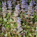 Mahagonij puzava ivica Mahagony (Ajuga)