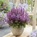 Puzava ivica Midnight Mistery (Ajuga)