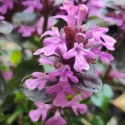 Puzava ivica Midnight Mistery (Ajuga)