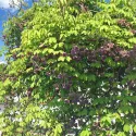 Čokoladna loza (Akebia quinata)