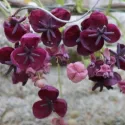 Čokoladna loza (Akebia quinata)