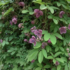 Čokoladna loza (Akebia quinata)