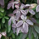 Čokoladna loza (Akebia quinata)