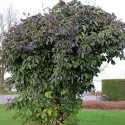 Čokoladna loza (Akebia quinata)