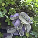 Čokoladna loza (Akebia quinata)