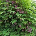 Čokoladna loza (Akebia quinata)