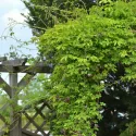 Čokoladna loza (Akebia quinata)