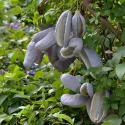 Čokoladna loza (Akebia quinata)