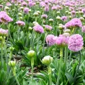 Ružičasta armerija Armada Rose (Armeria maritima)