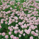 Ružičasta armerija Armada Rose (Armeria maritima)