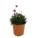 Ružičasta armerija Armada Rose (Armeria maritima)