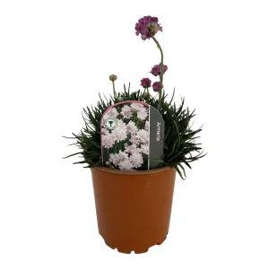 Ružičasta armerija Armada Rose (Armeria maritima)