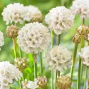 Bijela armerija Ballerina White (Armeria maritima)