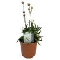 Bijela armerija Ballerina White (Armeria maritima)