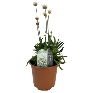Bijela armerija Ballerina White (Armeria maritima)