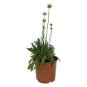 Bijela armerija Ballerina White (Armeria maritima)