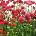 Crvena armerija Ballerina Red (Armeria maritima)