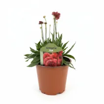 Crvena armerija Ballerina Red (Armeria maritima)