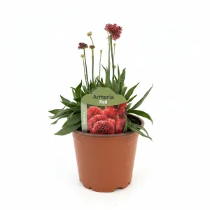 Crvena armerija Ballerina Red (Armeria maritima)