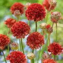 Crvena armerija Ballerina Red (Armeria maritima)