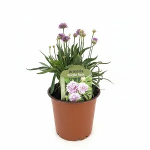 Ljubičasto-ružičasta armerija Ballerina Purple Rose (Armeria maritima)