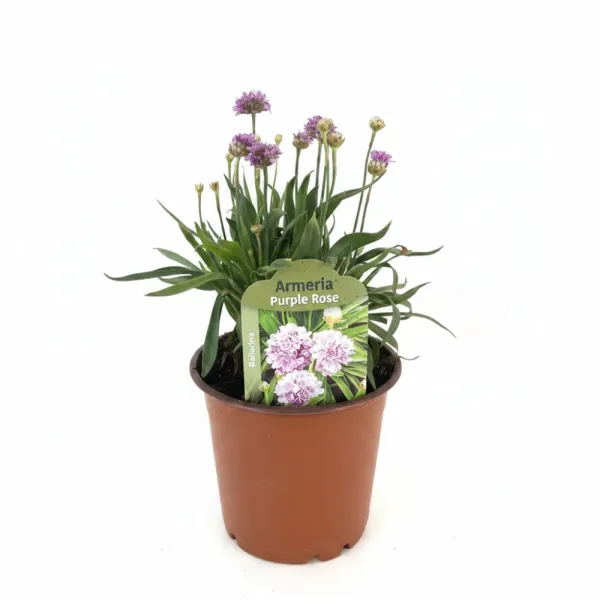 Ljubičasto-ružičasta armerija Ballerina Purple Rose (Armeria maritima)