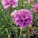 Ljubičasto-ružičasta armerija Ballerina Purple Rose (Armeria maritima)