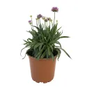 Ljubičasto-ružičasta armerija Ballerina Purple Rose (Armeria maritima)