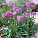 Ljubičasto-ružičasta armerija Ballerina Purple Rose (Armeria maritima)