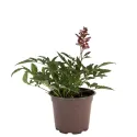 Crveno-bijela astilba Astary Red/White (Astilbe)