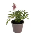 Crveno-bijela astilba Astary Red/White (Astilbe)