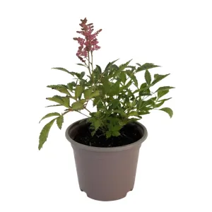 Crveno-bijela astilba Astary Red/White (Astilbe)