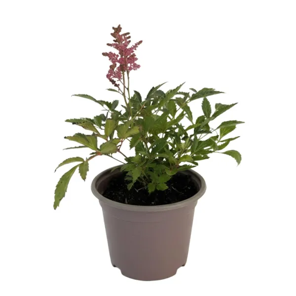 Crveno-bijela astilba Astary Red/White (Astilbe)