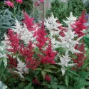 Crveno-bijela astilba Astary Red/White (Astilbe)