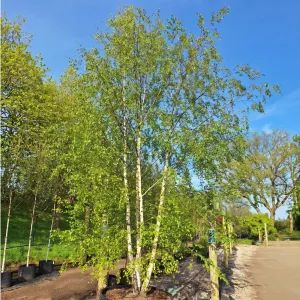 Obična breza (Betula pendula var. verrucosa) u tegli 2 L