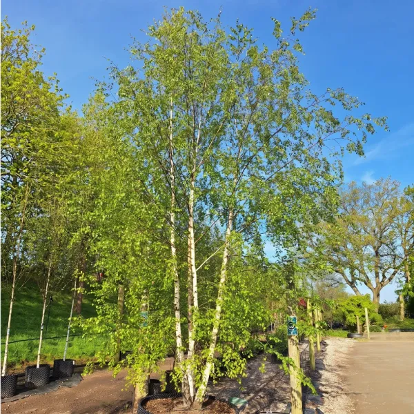 Obična breza (Betula pendula var. verrucosa) u tegli 2 L